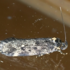 Barea codrella (A concealer moth) at Ainslie, ACT - 24 Oct 2023 by jb2602