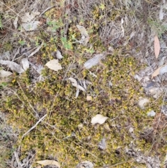 Pultenaea subspicata (Low Bush-pea) at Cooleman Ridge - 27 Oct 2023 by psheils