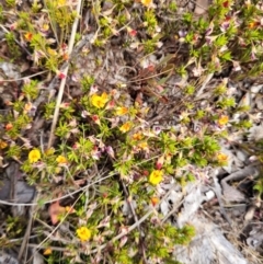 Pultenaea subspicata at Tuggeranong, ACT - 27 Oct 2023 01:36 PM