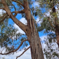Eucalyptus aggregata at Kowen, ACT - 27 Oct 2023