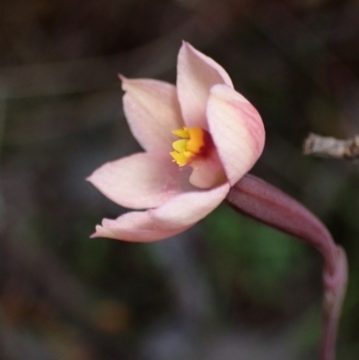 Thelymitra rubra (Salmon Sun Orchid) at Halls Gap, VIC - 18 Oct 2023 by AnneG1