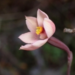 Thelymitra rubra (Salmon Sun Orchid) at Grampians National Park - 18 Oct 2023 by AnneG1