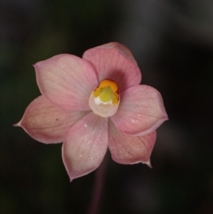 Thelymitra rubra at Halls Gap, VIC - suppressed