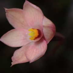 Thelymitra rubra at Halls Gap, VIC - suppressed