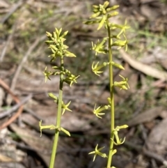 Stackhousia viminea (Slender Stackhousia) at Halls Gap, VIC - 18 Oct 2023 by AnneG1