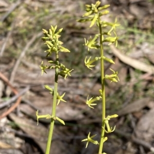 Stackhousia viminea at Halls Gap, VIC - 18 Oct 2023 12:38 PM