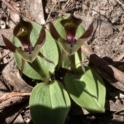 Chiloglottis valida (Large Bird Orchid) at Halls Gap, VIC - 18 Oct 2023 by AnneG1