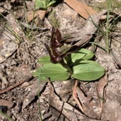 Chiloglottis valida at Halls Gap, VIC - suppressed