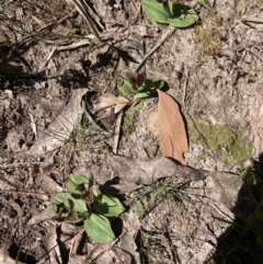 Chiloglottis valida at Halls Gap, VIC - suppressed