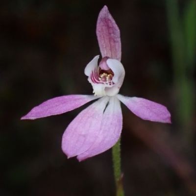 Caladenia carnea (Pink Fingers) at Grampians National Park - 18 Oct 2023 by AnneG1