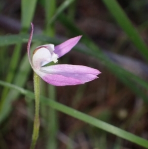 Caladenia carnea at Halls Gap, VIC - 18 Oct 2023