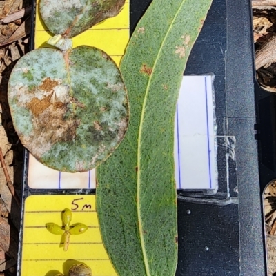 Eucalyptus rubida (Candlebark) at Kowen, ACT - 27 Oct 2023 by Steve818