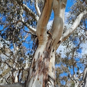 Eucalyptus rubida at Kowen, ACT - 27 Oct 2023