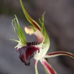 Caladenia parva (Brown-clubbed Spider Orchid) at Grampians National Park - 17 Oct 2023 by AnneG1