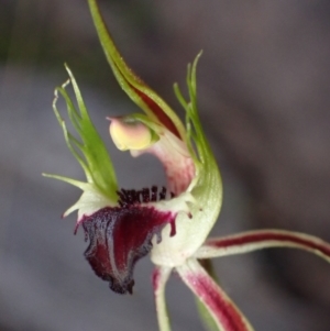 Caladenia parva at Halls Gap, VIC - suppressed