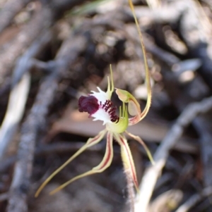 Caladenia parva at Halls Gap, VIC - suppressed