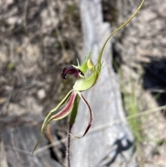 Caladenia parva at Halls Gap, VIC - suppressed