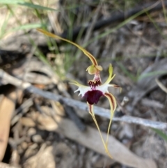 Caladenia parva at Halls Gap, VIC - suppressed