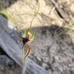Caladenia parva at Halls Gap, VIC - suppressed