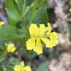 Goodenia ovata (Hop Goodenia) at Halls Gap, VIC - 18 Oct 2023 by AnneG1