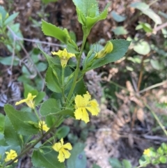 Goodenia ovata at Halls Gap, VIC - 18 Oct 2023 11:46 AM