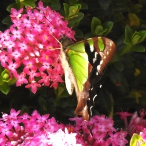 Graphium macleayanum at Acton, ACT - 27 Oct 2023 09:51 AM