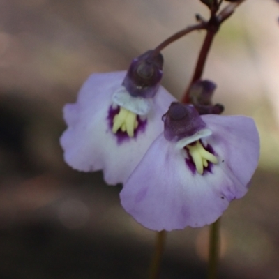 Utricularia dichotoma (Fairy Aprons, Purple Bladderwort) at Bellfield, VIC - 19 Oct 2023 by AnneG1