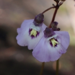 Utricularia dichotoma (Fairy Aprons, Purple Bladderwort) at Grampians National Park - 18 Oct 2023 by AnneG1