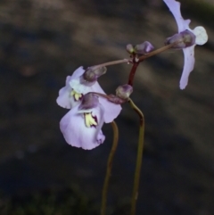 Utricularia dichotoma at Bellfield, VIC - 19 Oct 2023 10:32 AM