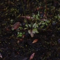 Utricularia dichotoma at Bellfield, VIC - 19 Oct 2023 10:32 AM