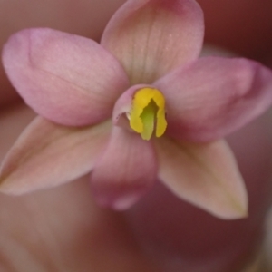 Thelymitra carnea at Halls Gap, VIC - suppressed