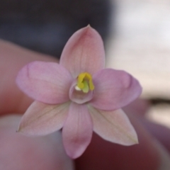 Thelymitra carnea at Halls Gap, VIC - 19 Oct 2023