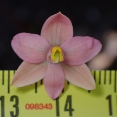 Thelymitra carnea at Halls Gap, VIC - 19 Oct 2023