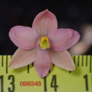 Thelymitra carnea at Halls Gap, VIC - 19 Oct 2023