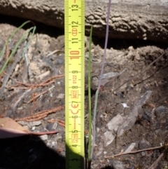 Thelymitra carnea at Halls Gap, VIC - suppressed