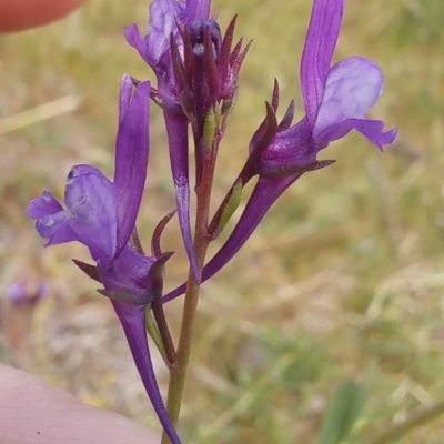 Linaria pelisseriana (Pelisser's Toadflax) at Paddys River, ACT - 27 Oct 2023 by jac