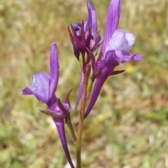 Linaria pelisseriana at Paddys River, ACT - 27 Oct 2023 12:11 PM