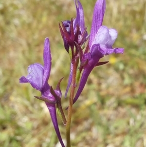 Linaria pelisseriana at Paddys River, ACT - 27 Oct 2023 12:11 PM