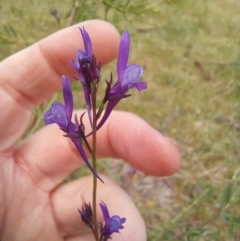 Linaria pelisseriana at Paddys River, ACT - 27 Oct 2023 12:11 PM