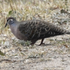 Phaps chalcoptera (Common Bronzewing) at Mount Taylor - 27 Oct 2023 by JohnBundock