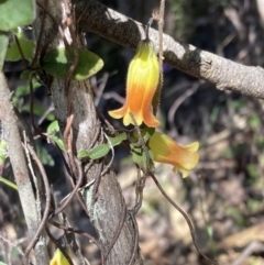 Marianthus bignoniacea (Orange Bell-Climber) at Halls Gap, VIC - 19 Oct 2023 by AnneG1