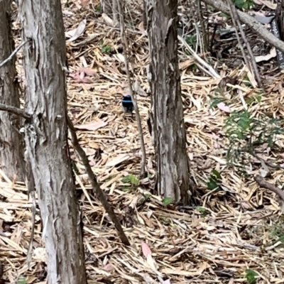 Malurus cyaneus (Superb Fairywren) at ANBG - 27 Oct 2023 by courtneyb