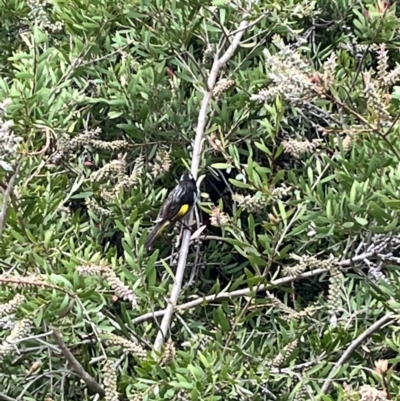 Phylidonyris novaehollandiae (New Holland Honeyeater) at ANBG - 27 Oct 2023 by courtneyb