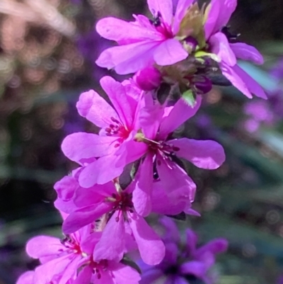 Bauera sessiliflora (Grampians Bauera) at Bellfield, VIC - 19 Oct 2023 by AnneG1