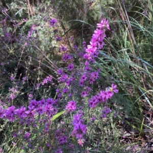 Bauera sessiliflora at Bellfield, VIC - 19 Oct 2023 10:22 AM