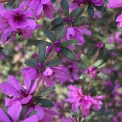 Bauera sessiliflora at Bellfield, VIC - 19 Oct 2023 10:22 AM