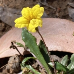 Goodenia geniculata (Bent Goodenia) at Bellfield, VIC - 19 Oct 2023 by AnneG1