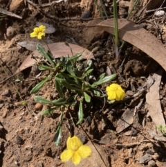 Goodenia geniculata at Bellfield, VIC - 19 Oct 2023