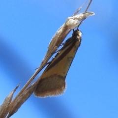 Philobota undescribed species near arabella (A concealer moth) at Tuggeranong, ACT - 27 Oct 2023 by JohnBundock