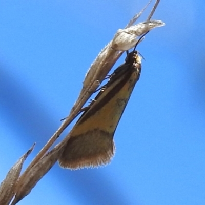Philobota undescribed species near arabella (A concealer moth) at Mount Taylor - 27 Oct 2023 by JohnBundock